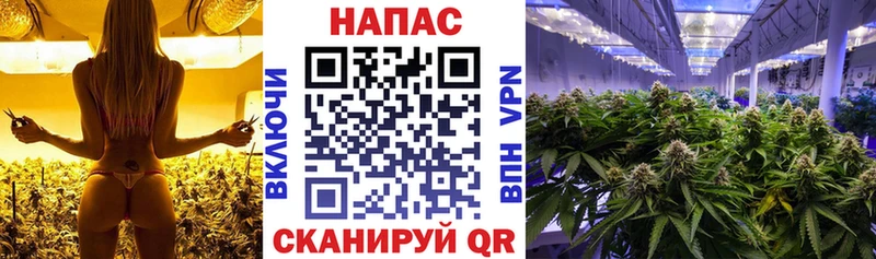 где можно купить наркотик  Дубовка  Бошки Шишки сатива 